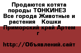 Продаются котята породы ТОНКИНЕЗ - Все города Животные и растения » Кошки   . Приморский край,Артем г.